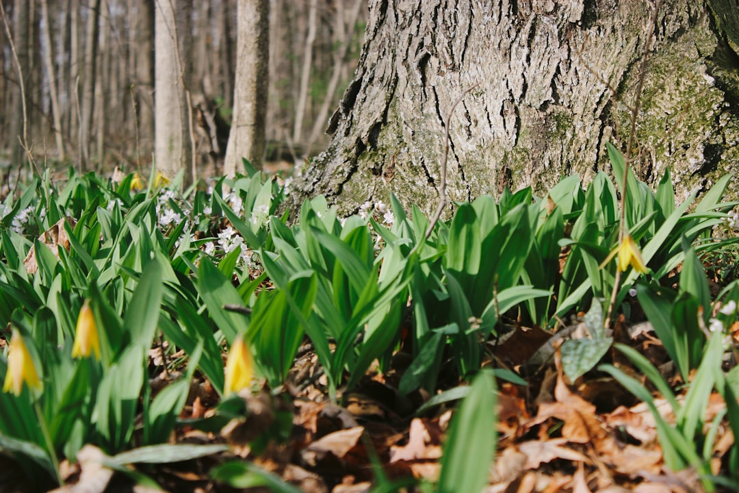 The Senior's Guide to Spring Foraging: Safely Identifying and Using Edible Wild Plants